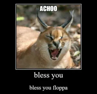🐱 b05ba7bf ACHOO
bless you
bless you floppa mèo, Floppa, meme, hắt hơi, hắt xì, chúc may mắn telegram sticker