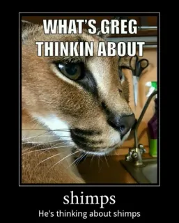🐱 d8dddf7e Greg WHAT'S GREG THINKIN ABOUT
shimps
He's thinking about shimps mèo, meme, động vật, Floppa, Big Floppa, tôm, suy nghĩ telegram sticker