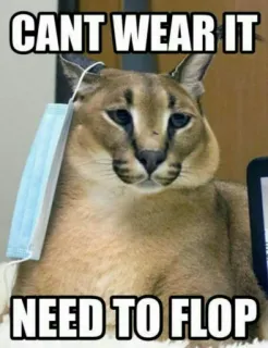 🐱 de4b3b58 CANT WEAR IT
NEED TO FLOP mèo, động vật, meme, mặt nạ, floppa telegram sticker