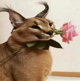 🐱 dfe19930 mèo, Floppa, caracal, hoa, hoa hồng, động vật, meme telegram sticker