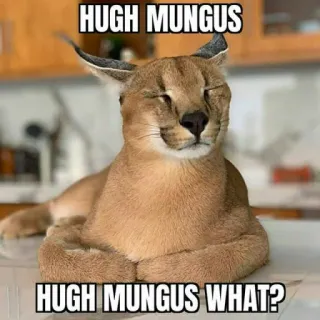 🐱 e7239732 HUGH MUNGUS
HUGH MUNGUS WHAT? caracal, linh miêu, mèo, meme, động vật telegram sticker
