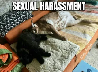 🐱 ec44dd7f SEXUAL HARASSMENT mèo, floppa, meme, động vật, thú cưng, hài hước telegram sticker