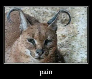 🐱 f01a53e8 pain mèo, meme, đau, caracal telegram sticker