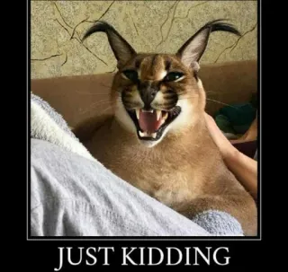 🐱 f18a6bad JUST KIDDING caracal, mèo, meme, floppa, động vật, hài hước telegram sticker