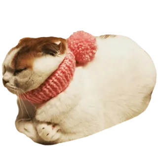 🌡 05da31b5 kot, kociak, słodki, zwierzę, zwierzę domowe, śpiący, zima, szalik telegram sticker
