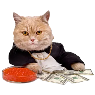 💵 1239c384 kot, pieniądze, bogaty, bogactwo, luksus, czerwony kawior, zwierzę domowe telegram sticker