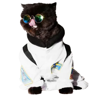 👨‍🚀 187aae92 kot, astronauta, kosmos, zwierzę, okulary przeciwsłoneczne, zwierzę domowe telegram sticker