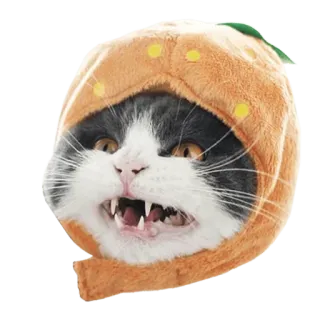 🍓 214c76b5 kot, kociak, zwierzę, zwierzak, pomarańczowy kapelusz, śmieszny, słodki telegram sticker