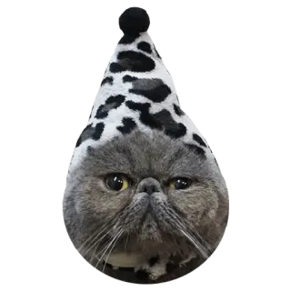 🤨 302b1cf3 kot, słodki, zwierzę, zwierzak, kapelusz, śmieszny telegram sticker