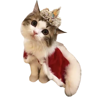 👸 35010520 kot, korona, słodki, zwierzę domowe, zwierzę, kociak, królewski telegram sticker