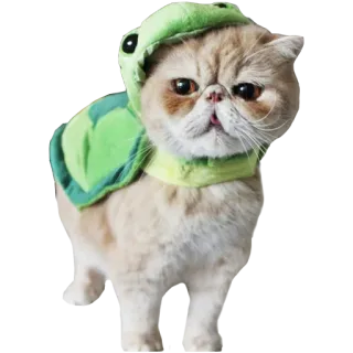 🐢 46ecd2b6 kot, zwierzę, żółw, zwierzak, kostium, słodki telegram sticker