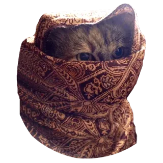 🧕 4bbbfb67 kot, szalik, ukryty, zwierzę, słodki, portret telegram sticker