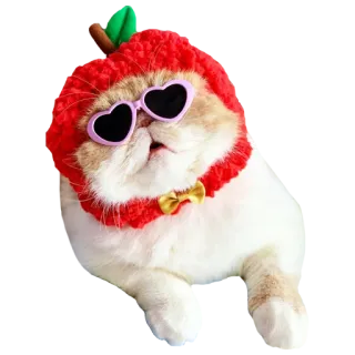 😻 79dd7394 kot, jabłko, okulary przeciwsłoneczne, zwierzę domowe, kotek, słodki, zwierzę, śmieszny telegram sticker