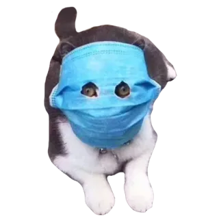 😷 93183f53 kot, maska, koronawirus, zwierzę, pandemia, zwierzę domowe, bezpieczeństwo telegram sticker