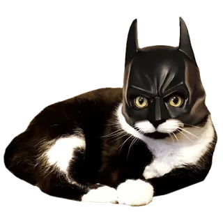 🦇 a4e178a5 Batman kot, batman, zwierzę, maska, superbohater, śmieszne, zwierzak telegram sticker