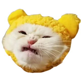 🤬 a8b337a5 kot, zwierzę, zły, śmieszny, zwierzak, kociak, mem telegram sticker