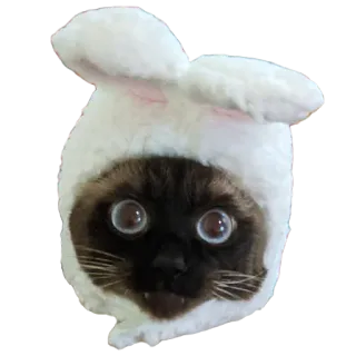 🐰 d653406a kot, królik, zwierzę, zwierzak, uszy, słodki telegram sticker