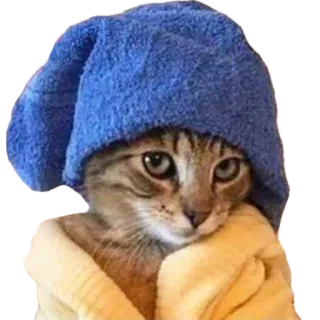🫦 e1d9200d kot, ręcznik, słodki, zwierzę, zwierzak telegram sticker