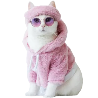 💅 e587d65e kot, zwierzę, różowy, okulary przeciwsłoneczne, słodki, moda, zwierzę domowe telegram sticker
