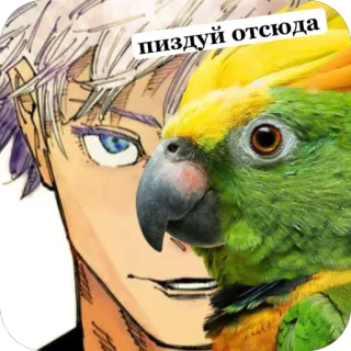 🫥 0c6fb96c пиздуй отсюда papuga, anime, kreskówka, ptak whatsapp sticker