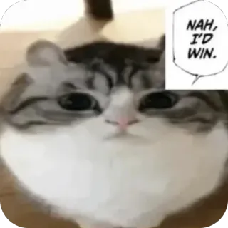 🫥 172d0db1 NAH, I'D WIN. kot, mem, śmieszne, zwierzę whatsapp sticker