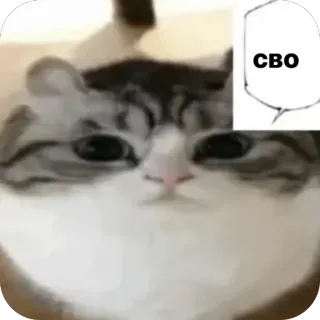 🫥 19f29647 СВО kot, mem, śmieszne, zwierzę, zwierzak, tekst whatsapp sticker