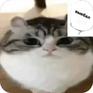 🫥 6006a477 Выебал kot, mem, zwierzę whatsapp sticker