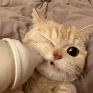 🐾 01605464 kat, kitten, melk, fles, schattig, huisdier, dier telegram sticker