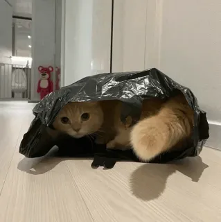 🐾 028198a7 kat, vuilniszak, dier, huisdier, schattig, grappig, kitten telegram sticker