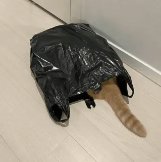 🐾 09f40229 kat, plastic tas, huisdier, kitten, dier telegram sticker