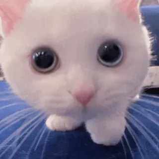 🐾 17758c90 kat, kitten, witte kat, schattig, dier, huisdier, huisdier telegram sticker