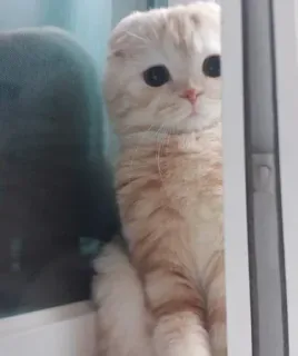 🐾 1a8c98d3 kat, kitten, schattig, dier, huisdier, scottish fold telegram sticker