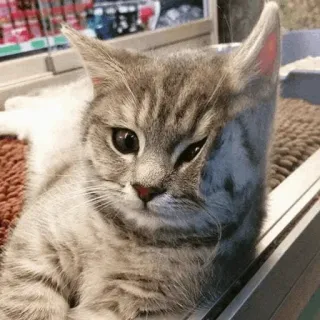 𝓑𝔂 : @GOGOOL_GIF 🐾🛹 telegram stickers