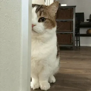 🐾 2559ebda kat, piepen, dier, huisdier, schattig, verstoppen telegram sticker