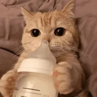 🐾 3156a8a1 kat, kitten, babyfles, melk, schattig, dier, huisdier telegram sticker
