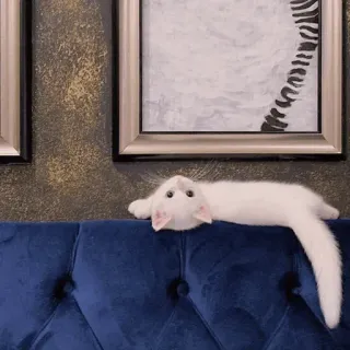 🐾 356281e7 kat, dier, huisdier, witte kat, liggend, ontspannend telegram sticker