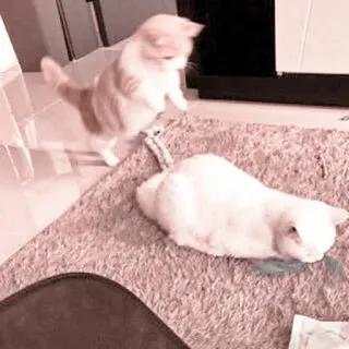 🐾 35a733f8 kat, kitten, dier, huisdier, schattig, speels, huisdier telegram sticker