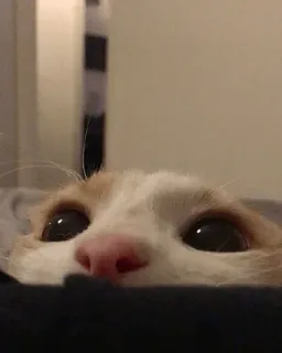 🐾 38f4d913 kat, dier, ogen, huisdier, schattig telegram sticker