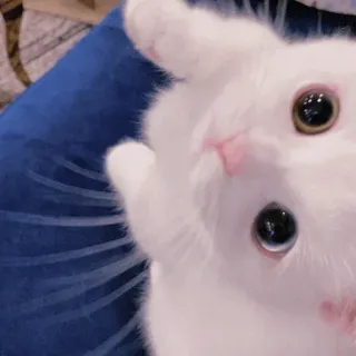 🐾 3c998076 kat, dier, witte kat, huisdier, schattig, ogen telegram sticker