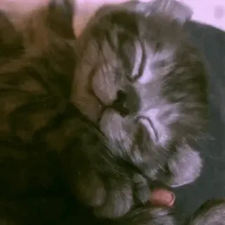 🐾 4018d859 kat, slapen, schattig, dier, huisdier, huiskat telegram sticker