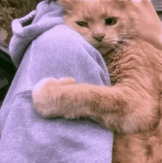 🐾 445f3857 kat, huisdier, dier, oranje kat, zoogdier, huiskat telegram sticker