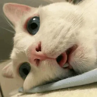 🐾 4b153100 kat, dier, witte kat, huisdier, kitten, schattig, grappig telegram sticker