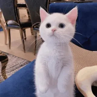 🐾 4ca6e588 kat, witte kat, dier, schattig, kitten telegram sticker