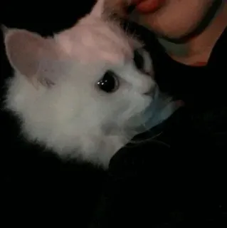 🐾 6066a01c kat, witte kat, huisdier, dier, kitten telegram sticker