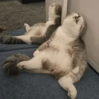 🐾 6cd290c8 kat, slapen, dier, huisdier, huiskat, schattig telegram sticker