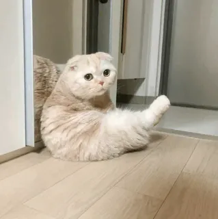 🐾 74a3dc85 kat, scottish fold, zittend, lief, dier, huisdier, huisdier telegram sticker