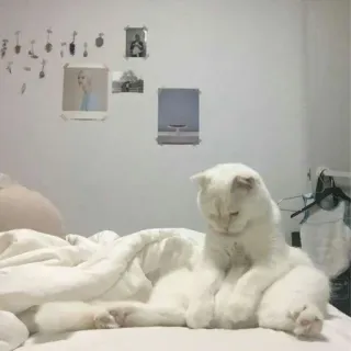 🐾 7513d69c kat, witte kat, huisdier, dier, bed, schattig, huiskat telegram sticker