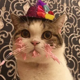 🐾 7a8fc7bf kat, dier, huisdier, hoed, schattig, lief, grappig, feest telegram sticker