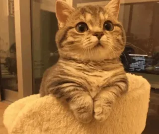 🐾 7ceceea2 kat, dier, schattig, kitten, huiskat, huisdier telegram sticker