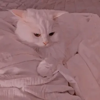 🐾 825b4572 kat, witte kat, huisdier, dier, huiskat, schattig, katachtig telegram sticker